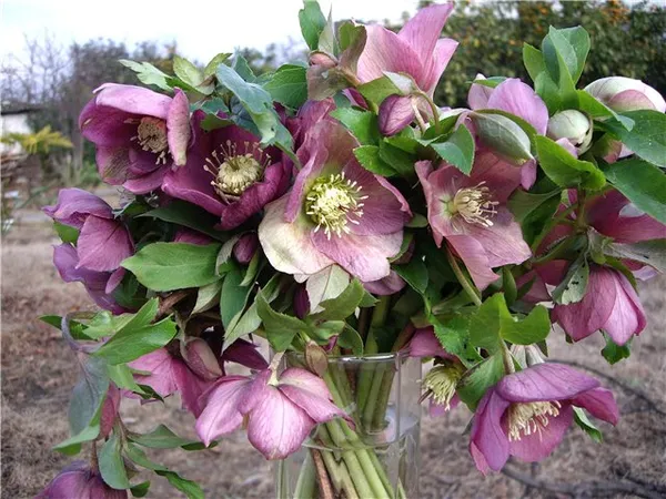 Helleborus abchasicus (Морозник Абхазский)