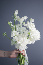 White dreams