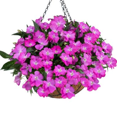 1135 Бальзамин НГ HARMONY COLORFALL FUCHSIA (Весна 2026)