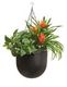 Комплект - Гусмания в кашпо Treez Effectory Black Stone