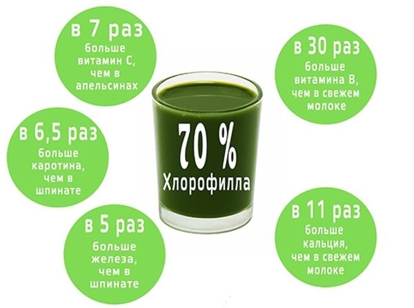 Хлорофилл - волшебный эликсир. Хлорофилл - волшебный эликсир.