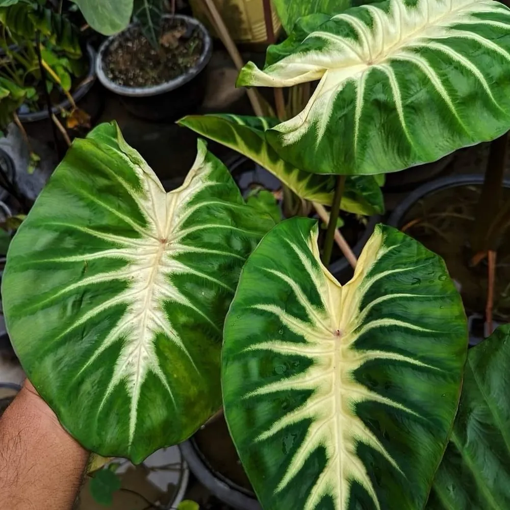 Колоказия Мау Санрайз (Colocasia Maui Sunrise) корневище