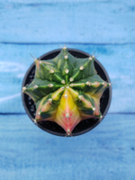 Gymnocalycium Variegata (Гимнокалициум Вариегатный)