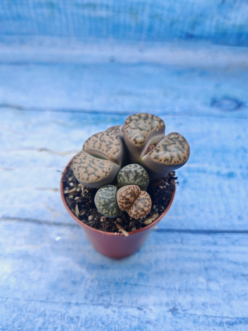 Lithops sp. (Литопсы)