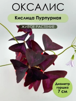 Оксалис Кислица Пурпурная. Растение живое. Саженец