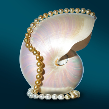 Undina collection