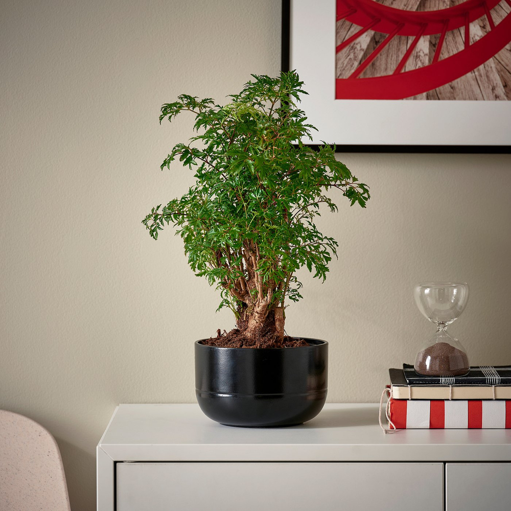IKEA POLYSCIAS  (ИКЕА ПОЛИССИАС)  -  Растение в горшке - бонсай/разные цвета 14 см