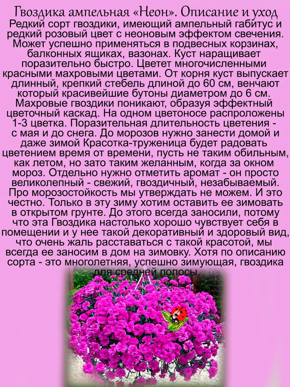 Гвоздика Неон ампельная