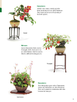 The Ultimate Bonsai Handbook: The Complete Guide for Beginners