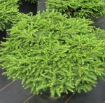 Ель "Nidiformis"