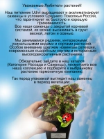 Колеус Джильда вегетативный