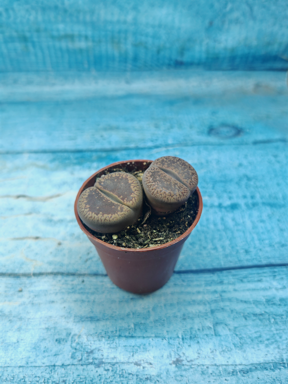Lithops sp. (Литопсы)