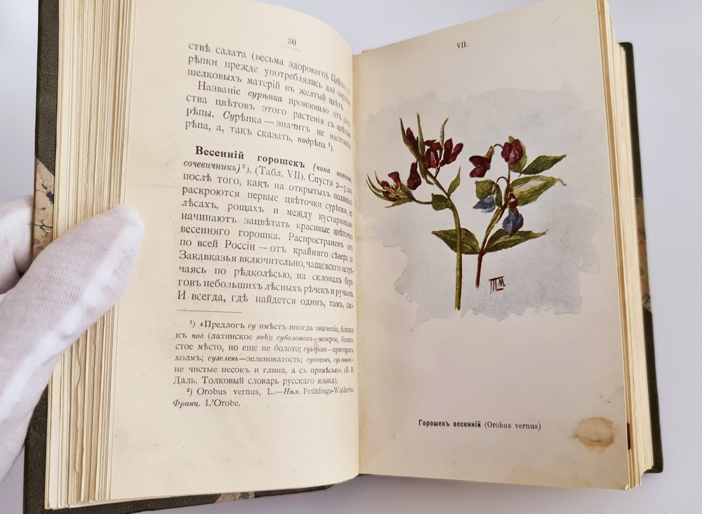 "Наши весенние цветы. Серия 1-3. Наши летние цветы. Серия 1-2". Д.Н.Кайгородов. 1915 г.