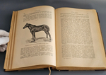 "Книга о лошади. Настольная книга для каждого коннозаводчика, коневода, коневладельца и любителя лошади". С.П. Урусов. 1902г. - раритет