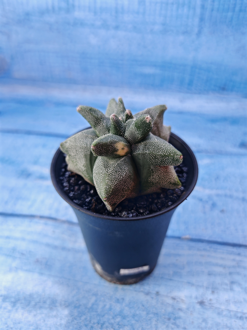 Astrophytum Myriostigma monstrosa (Астрофитум)
