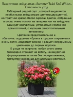 Пеларгония Летний танец в красно белом звёздчатая