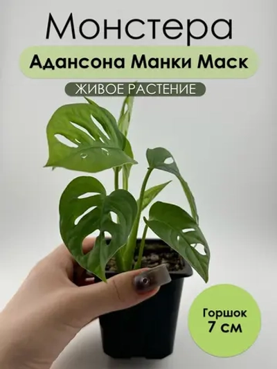 Монстера Адансона Манки Маск