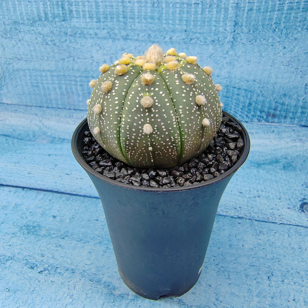 Astrophytum Asterias (Астрофитум)