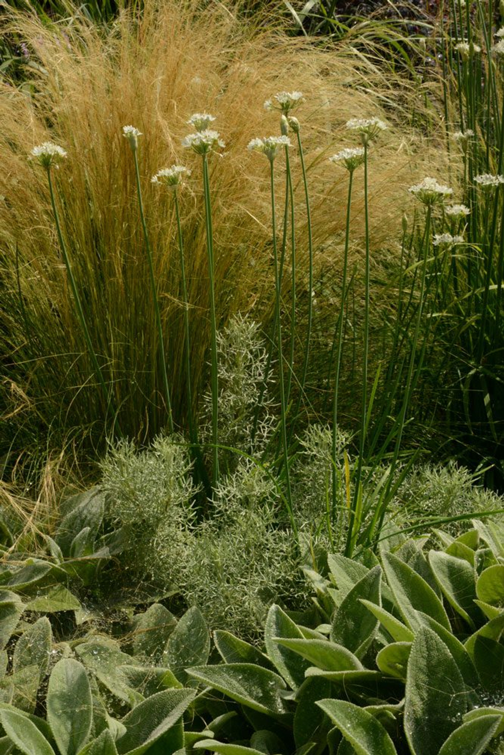 The complete book of ground covers