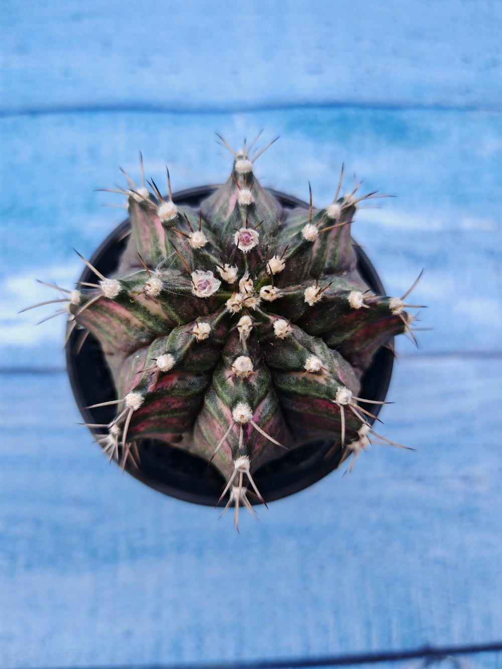 Gymnocalycium T-Rex Pink hybride (Гимнокалициум T-rex)