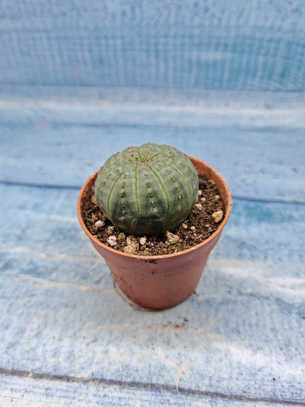 Euphoria Obesa (Эуфорбия)