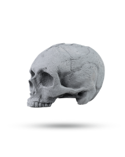 KOSTIN SKULL grey