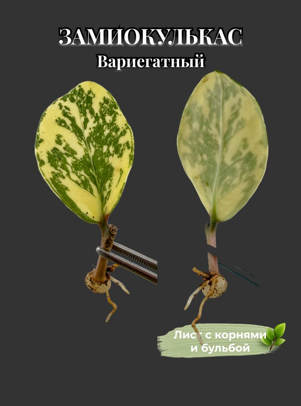 Замиокулькас вариегатный лист c корнями 1 штука вариант 6
