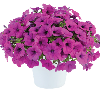 32230 Петуния CAPELLA Purple (Весна 2026)
