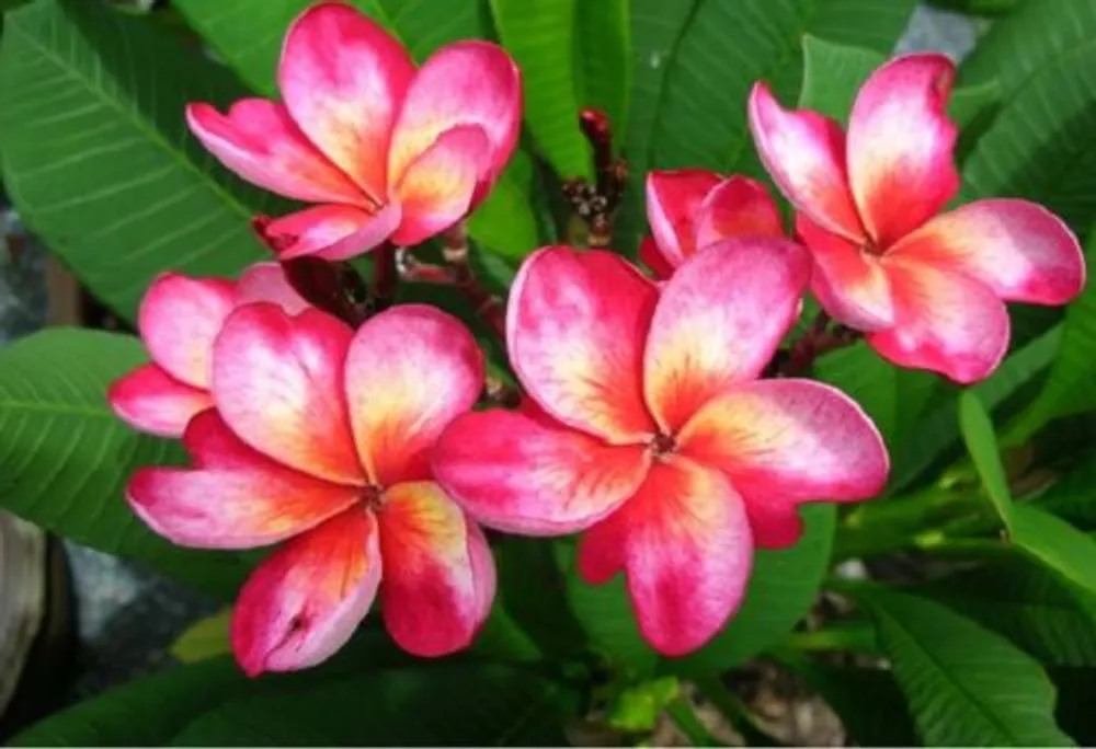 Плюмерия Plumeria Bali Pink
