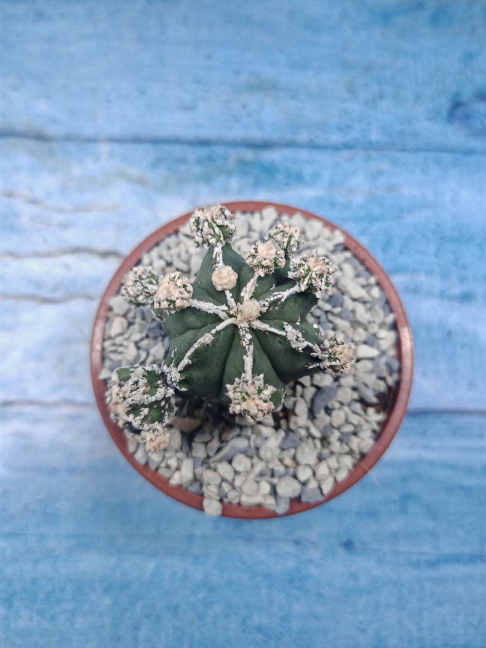 Astrophytum Myriostigma "Hakujo Fukuryu" (Астрофитум)