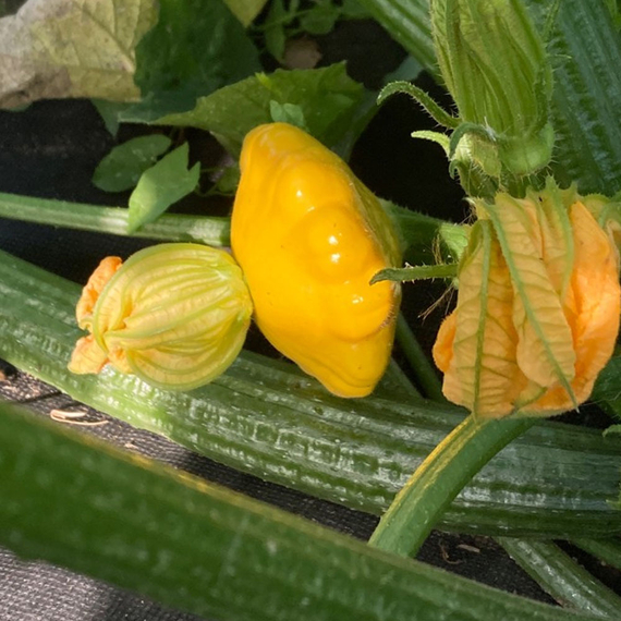 Санни Делайт F1 семена патиссона (Seminis / ALEXAGRO) культура – фото 2