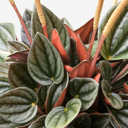 IKEA PEPEROMIA  (ИКЕА ПЕПЕРОМИА)  -  Растение в горшке - разные виды 12 см
