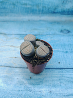 Lithops sp. (Литопсы)