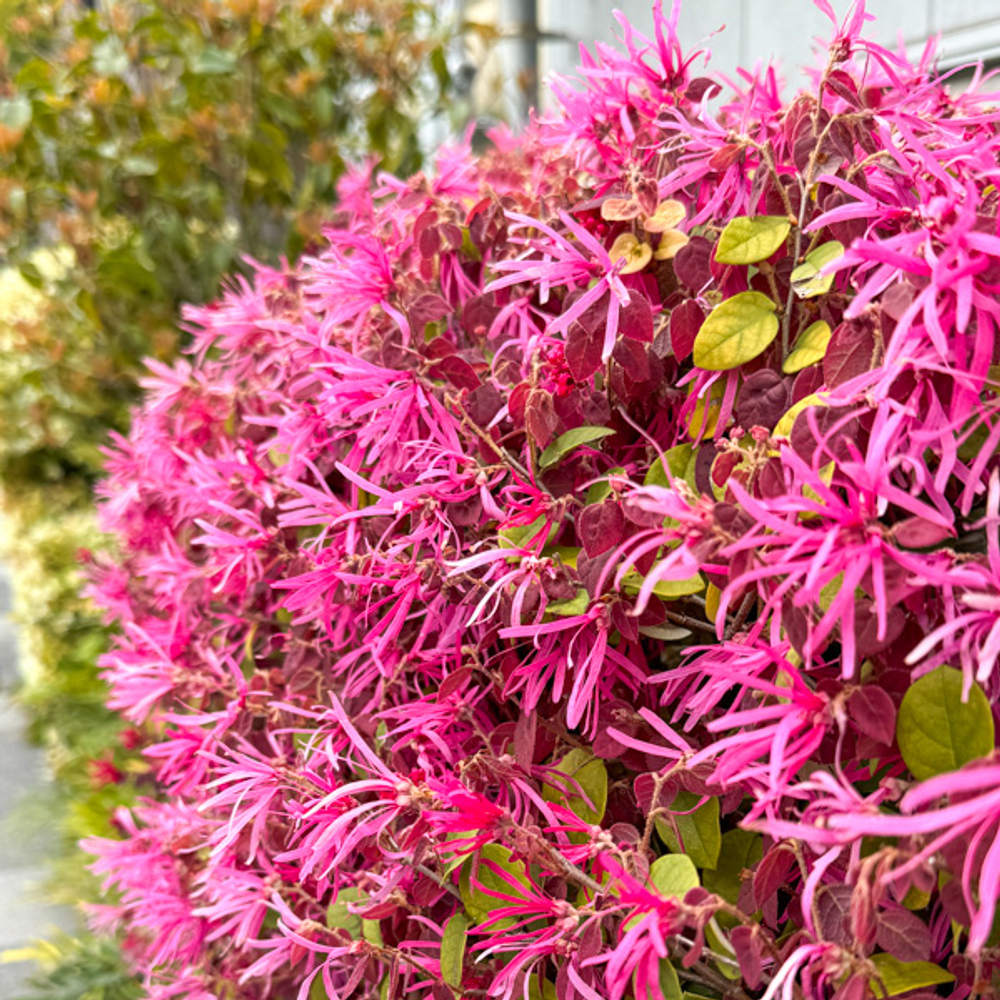 Лоропеталум китайский – Loropetalum chinense (30)