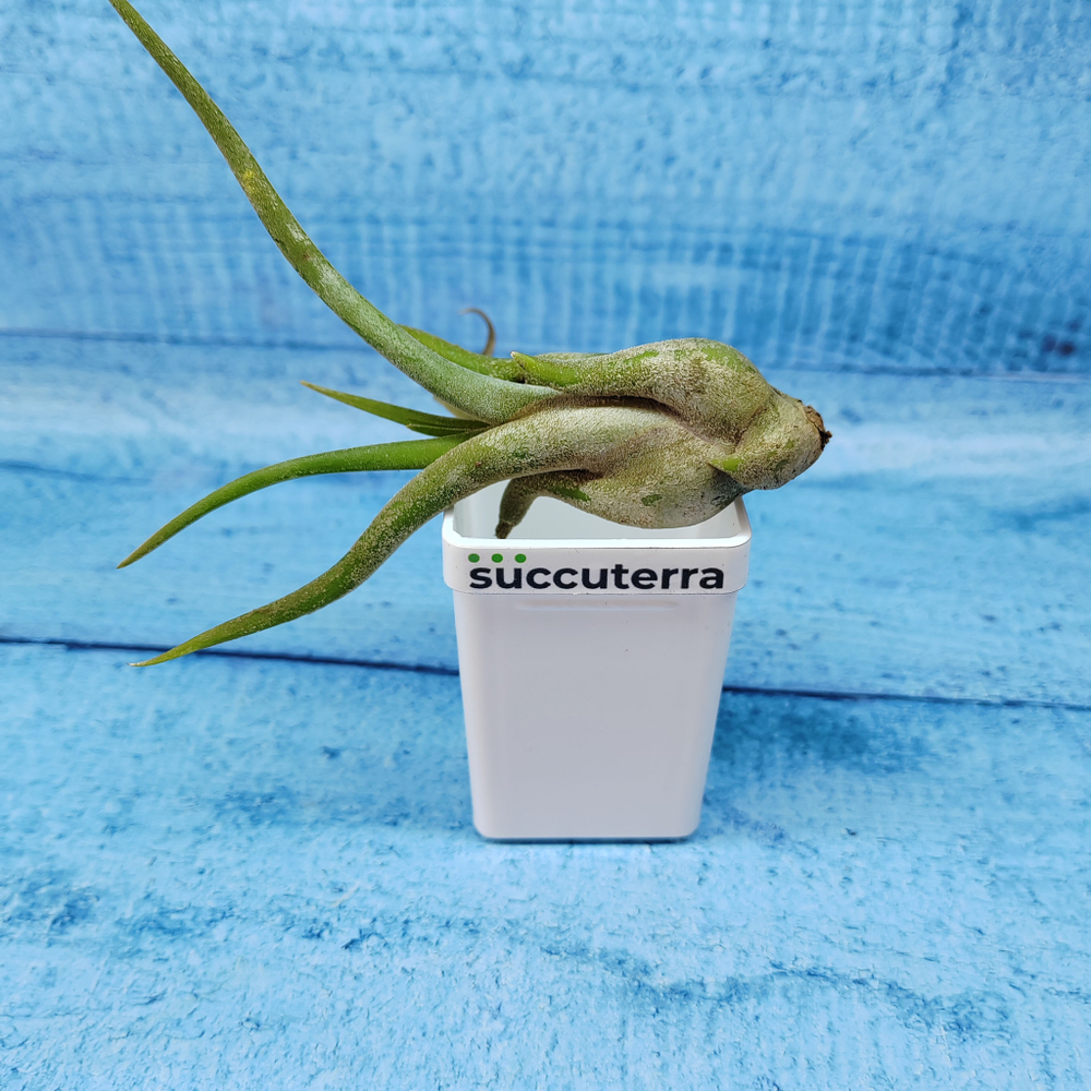 Tillandsia Caput Medusae (Тилландсия Голова Медузы)