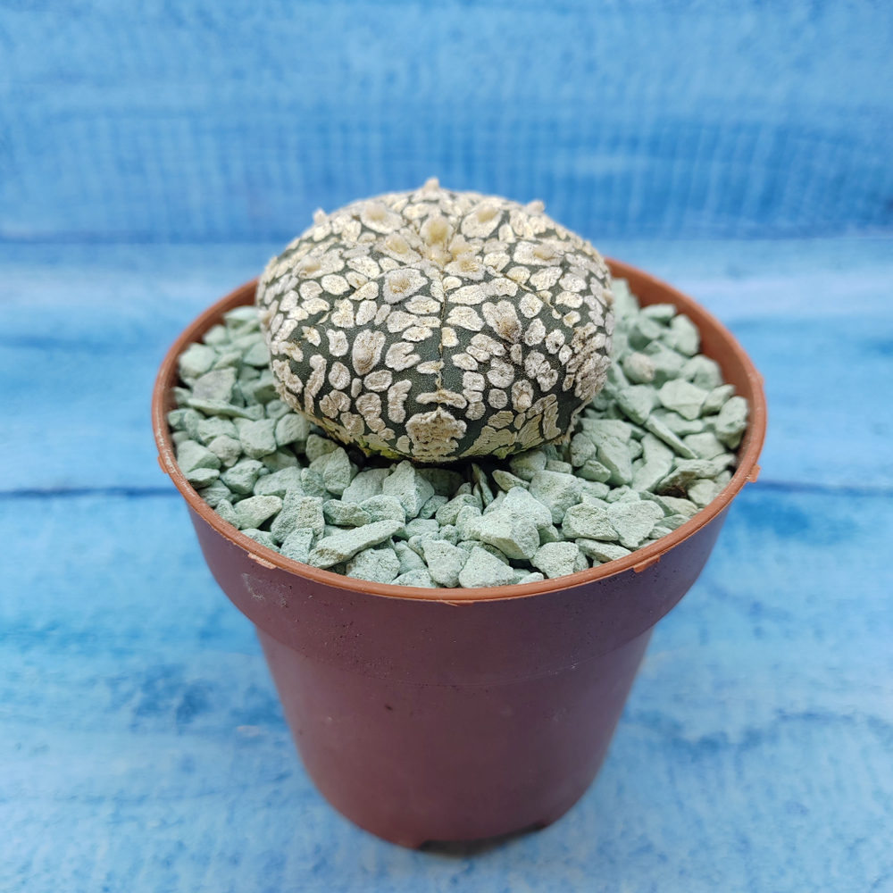 Astrophytum Asterias "Super Kabuto" (Астрофитум)