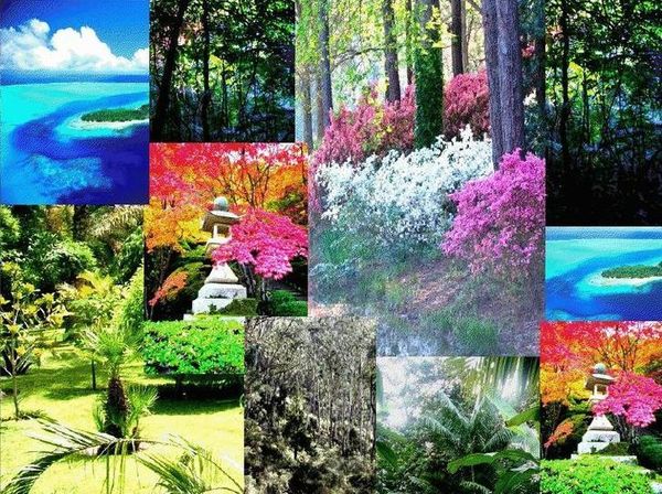 Nicolas Danila Asian Gardens