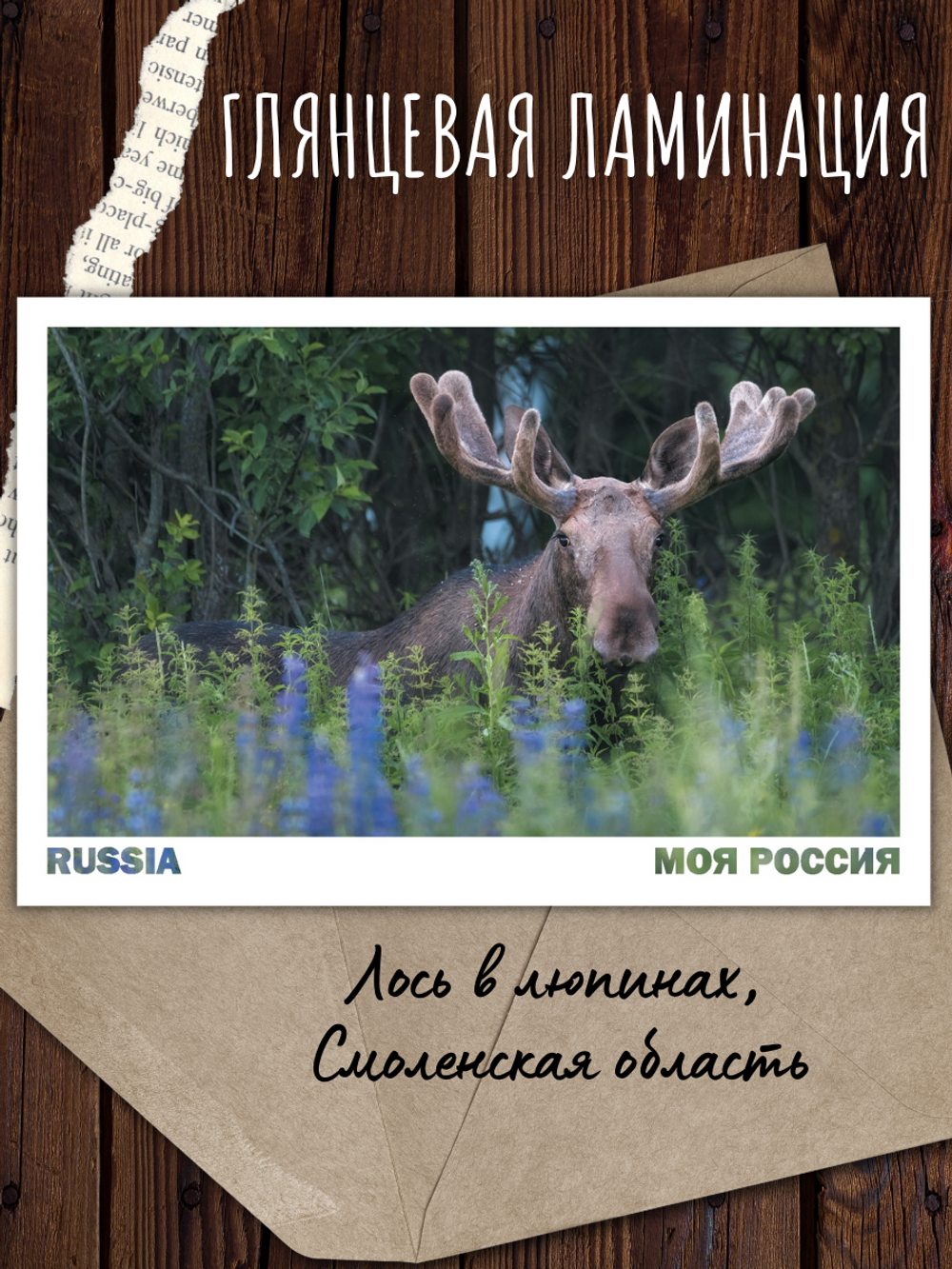 Моя Россия. Лето (Выпуск №2, 2023)