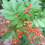 Перечное дерево бразильское – Schinus terebinthifolia (40)