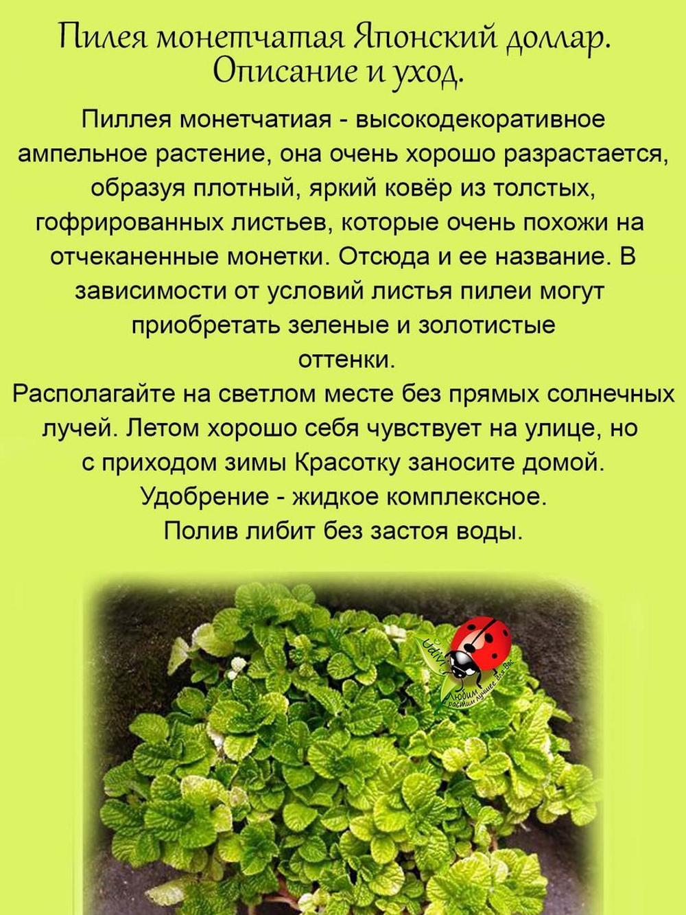 Пилея монетчатая ампельная