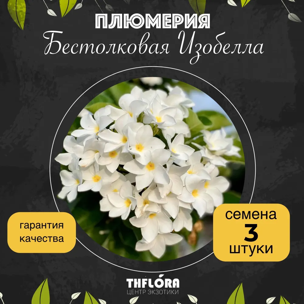 Плюмерия "Бестолковая Изобелла" семена 3 штуки