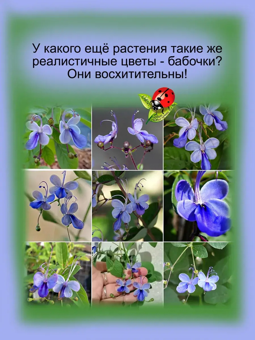Клеродендрум угандийский Голубые бабочки