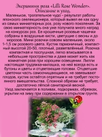 Роза Лилли Розе Вондер экстра мини