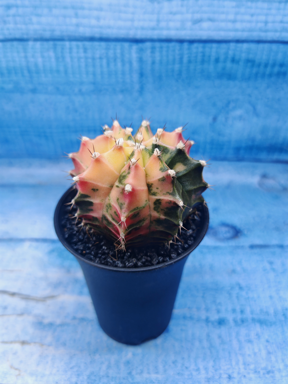 Gymnocalycium Variegata (Гимнокалициум Вариегатный)
