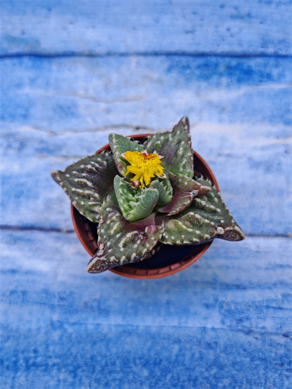 Faucaria Tuberculosa (Фаукария)