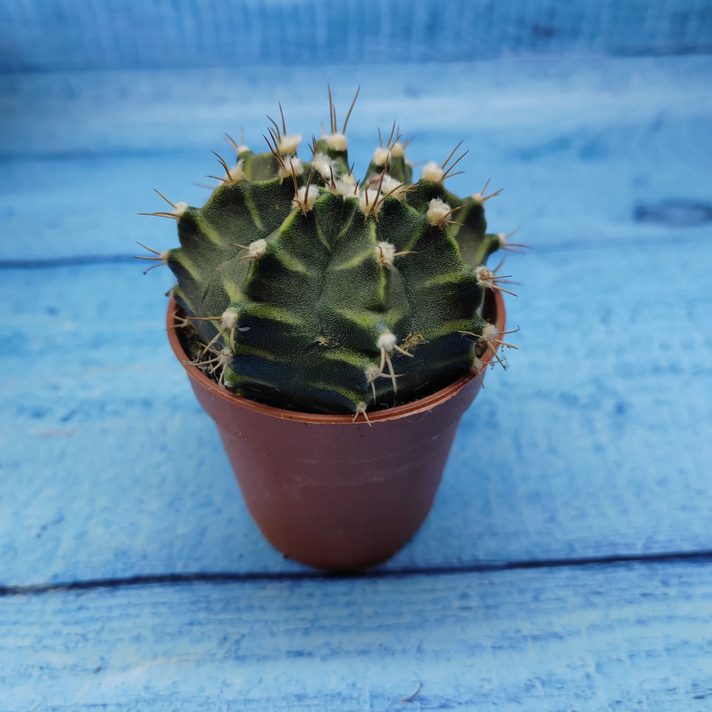 Gymnocalycium Friedrichii (Гимнокалициум)