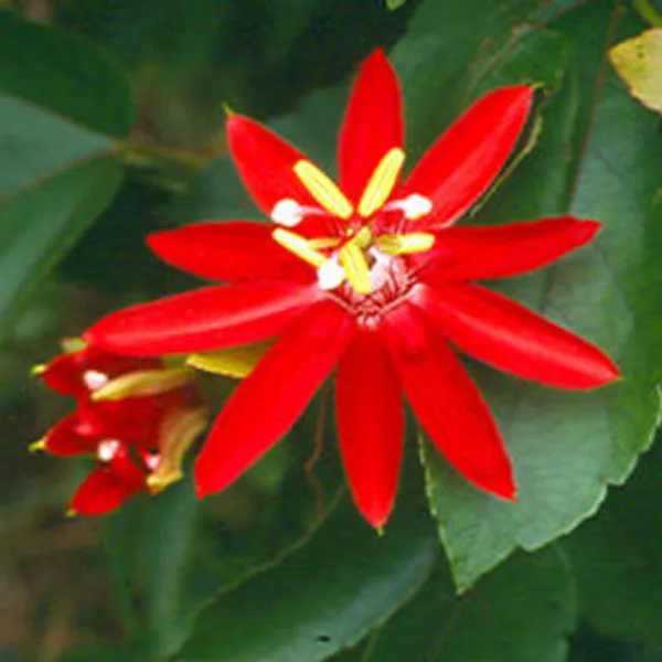 Passiflora Coccinea (Пассифлора,Маракуйя) семена