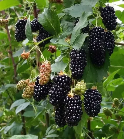 Ежевика Блэк Бьюти (ремонтантная) (ЗКС)