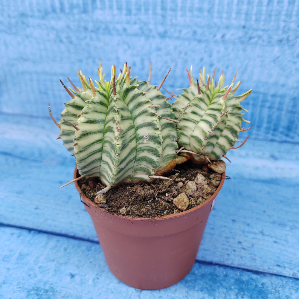 Euphorbia meloformis f. Variegated (Эуфорбия вариегатная)