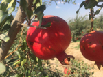 гранат из Египта